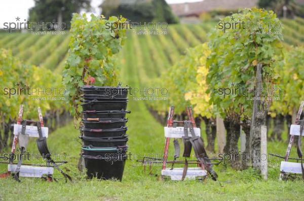 Vendanges (JBN_03457.jpg)