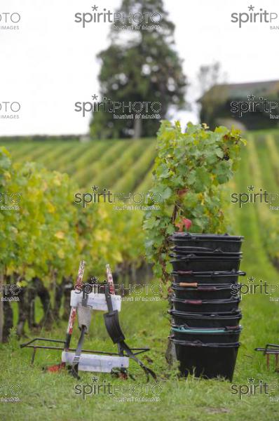 Vendanges (JBN_03458.jpg)