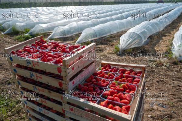 FRANCE, LOT ET GARONNE, BOURRAN, EXPLOITATION AGRICOLE EARL LEYX VALADE, CULTURE ET RECOLTE DE FRAISES EN PLEINE TERRE SOUS PETIT TUNNEL (JBN_0828.jpg)