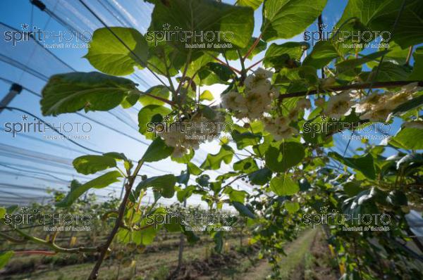 FRANCE, LOT ET GARONNE, BOURRAN, EXPLOITATION AGRICOLE EARL LEYX VALADE, PALISSAGE ET FILET DE PROTECTION ANTI GRELE DANS UN VERGER DE KIWI EN FLEUR AU PRINTEMPS, NOUVELLE AQUITAINE (JBN_0910.jpg)