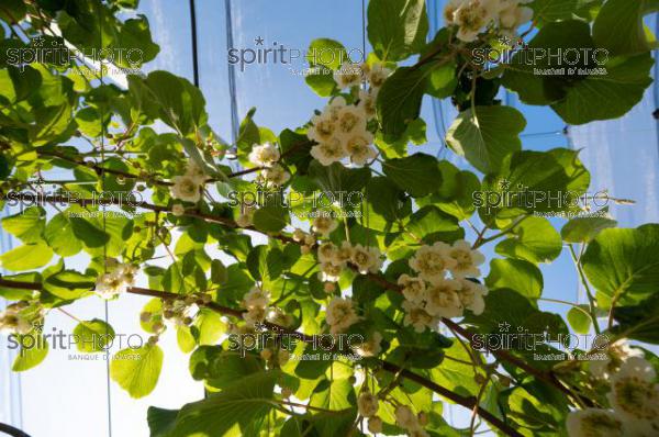 FRANCE, LOT ET GARONNE, BOURRAN, EXPLOITATION AGRICOLE EARL LEYX VALADE, PALISSAGE ET FILET DE PROTECTION ANTI GRELE DANS UN VERGER DE KIWI EN FLEUR AU PRINTEMPS, NOUVELLE AQUITAINE (JBN_0916.jpg)