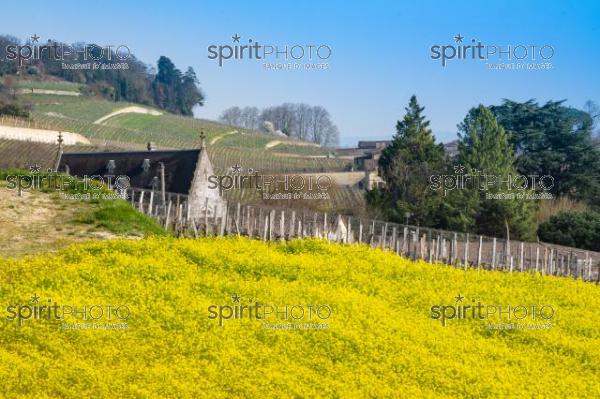 GIRONDE (33), SAINT-EMILION, TOIT DU CHATEAU LA GAFFELIERE AU PRINTEMPS, PAYSAGE VITICOLE, VIGNOBLE DU BORDELAIS // FRANCE, GIRONDE (33), SAINT-EMILION, ROOF OF CHATEAU LA GAFFELIERE IN SPRING, WINE LANDSCAPE, BORDEAUX VINEYARD (JBN_0950.jpg)