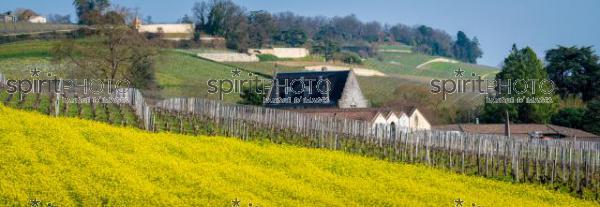 GIRONDE (33), SAINT-EMILION, TOIT DU CHATEAU LA GAFFELIERE AU PRINTEMPS, PAYSAGE VITICOLE, VIGNOBLE DU BORDELAIS // FRANCE, GIRONDE (33), SAINT-EMILION, ROOF OF CHATEAU LA GAFFELIERE IN SPRING, WINE LANDSCAPE, BORDEAUX VINEYARD (JBN_0973-Panorama.jpg)