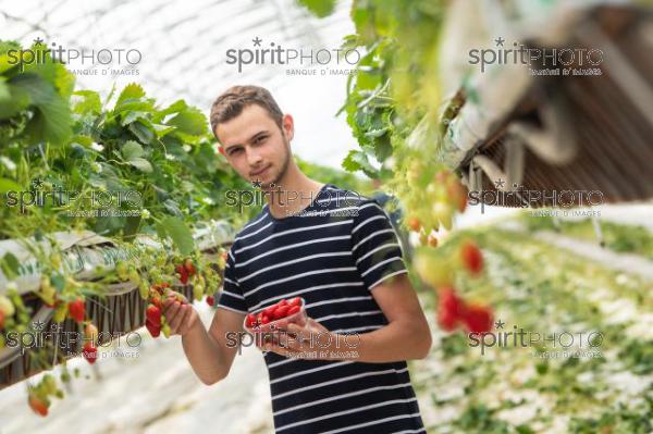 FRANCE, LOT ET GARONNE, BOURRAN, EXPLOITATION AGRICOLE EARL LEYX VALADE, CULTURE ET RECOLTE DE FRAISES HORS SOL SOUS GRAND TUNNEL (JBN_1487.jpg)