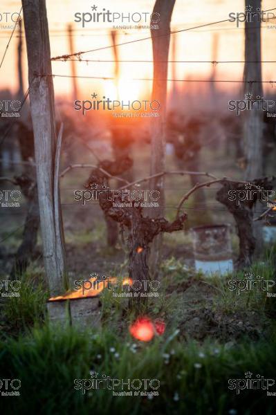 GIRONDE, POMEROL, OIL BURNING SMUDGE POTS IN VINEYARD DURING SUB-ZERO TEMPERATURES OF MARS 2021, BORDEAUX VINEYARD (JBN_2160.jpg)