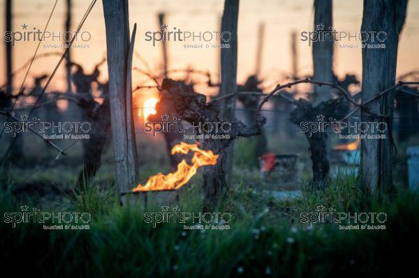 GIRONDE, POMEROL, OIL BURNING SMUDGE POTS IN VINEYARD DURING SUB-ZERO TEMPERATURES OF MARS 2021, BORDEAUX VINEYARD (JBN_2168.jpg)