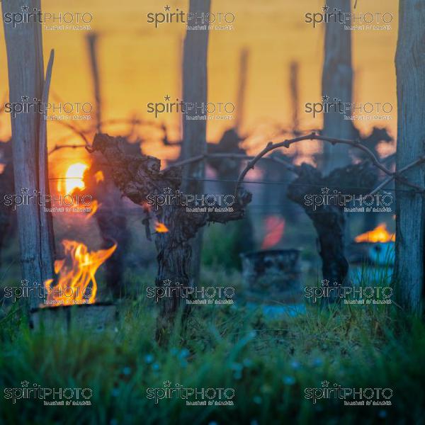 GIRONDE, POMEROL, OIL BURNING SMUDGE POTS IN VINEYARD DURING SUB-ZERO TEMPERATURES OF MARS 2021, BORDEAUX VINEYARD (JBN_2170.jpg)