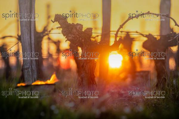 GIRONDE, POMEROL, OIL BURNING SMUDGE POTS IN VINEYARD DURING SUB-ZERO TEMPERATURES OF MARS 2021, BORDEAUX VINEYARD (JBN_2253.jpg)