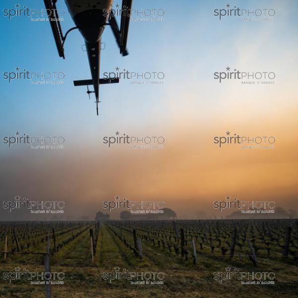 Helicopter being used to circulate warmer air and prevent frost damage to vineyard in sub-zero spring temperatures of 7 April 2021. Château Laroze, St-Émilion, Gironde, France. [Saint-Émilion / Bordeaux] (JBN_2475.jpg)