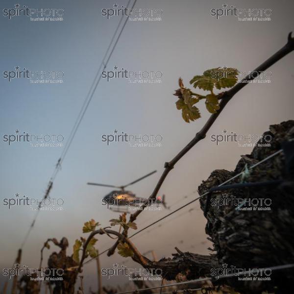 Helicopter being used to circulate warmer air and prevent frost damage to vineyard in sub-zero spring temperatures of 7 April 2021. Château Laroze, St-Émilion, Gironde, France. [Saint-Émilion / Bordeaux] (JBN_2503.jpg)