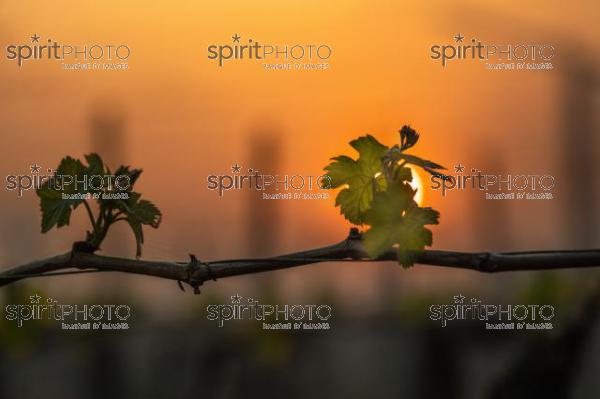 First leaves of spring on Merlot vines at sunrise, Pomerol, Bordeaux Vineyard, France (JBN_3489.jpg)