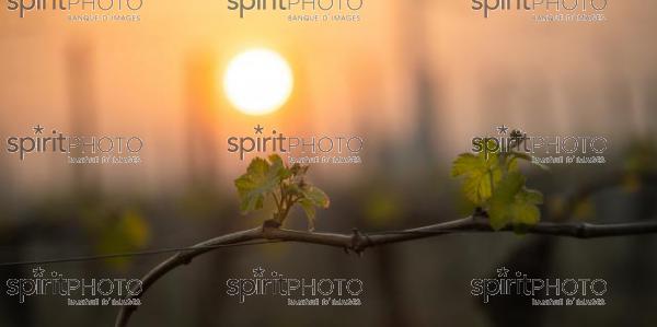 First leaves of spring on Merlot vines at sunrise, Pomerol, Bordeaux Vineyard, France (JBN_3495.jpg)