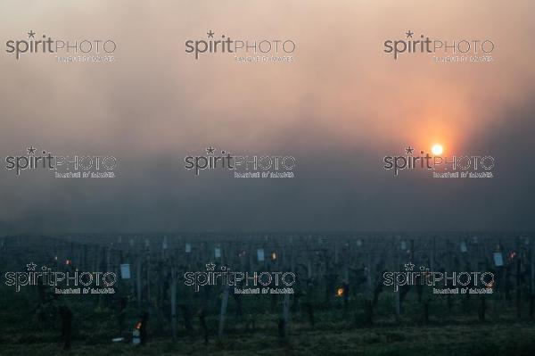 Candles burning in vineyard during sub-zero temperatures of 7 April 2021. Pomerol. Gironde, France. [Pomerol / Bordeaux] (JBN_3529.jpg)