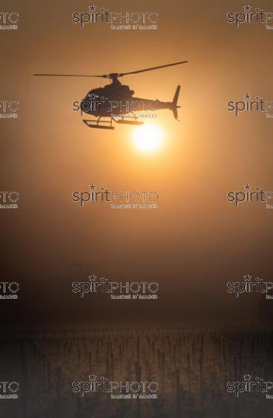 Helicopter being used to circulate warmer air and prevent frost damage to vineyard in sub-zero spring temperatures of 7 April 2021. Château Laroze, St-Émilion, Gironde, France. [Saint-Émilion / Bordeaux] (JBN_3722.jpg)