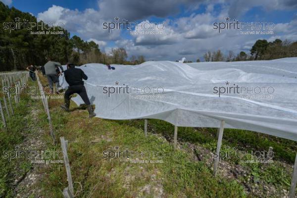 FRANCE, GIRONDE, LANDIRAS, PREPARATION DU VIGNOBLE AVANT LA PERIODE DE GEL DE DEBUT AVRIL 2022 SUR LE DOMAINE VITICOLE DU CELEBRE VIN LIBER PATER AVEC LA POSE D'UN GEOTEXTILE PAR DES EQUIPES D'OUVRIERS VITICOLES LE 1ER AVRIL 2022. (JBN_9910.jpg)