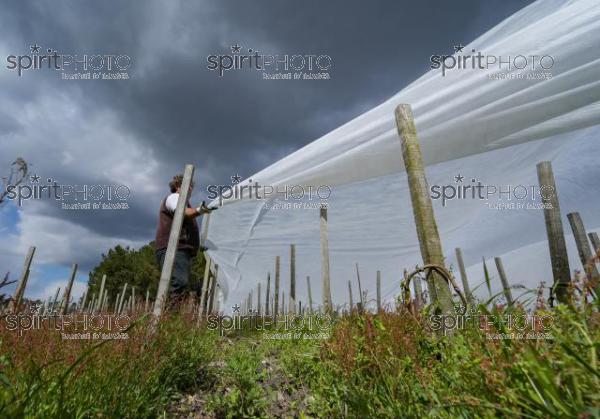 FRANCE, GIRONDE, LANDIRAS, PREPARATION DU VIGNOBLE AVANT LA PERIODE DE GEL DE DEBUT AVRIL 2022 SUR LE DOMAINE VITICOLE DU CELEBRE VIN LIBER PATER AVEC LA POSE D'UN GEOTEXTILE PAR DES EQUIPES D'OUVRIERS VITICOLES LE 1ER AVRIL 2022. (JBN_9915.jpg)