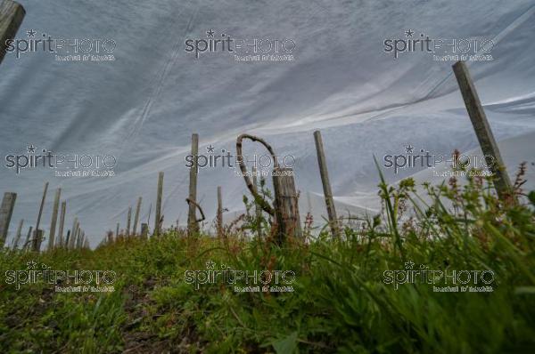 FRANCE, GIRONDE, LANDIRAS, PREPARATION DU VIGNOBLE AVANT LA PERIODE DE GEL DE DEBUT AVRIL 2022 SUR LE DOMAINE VITICOLE DU CELEBRE VIN LIBER PATER AVEC LA POSE D'UN GEOTEXTILE PAR DES EQUIPES D'OUVRIERS VITICOLES LE 1ER AVRIL 2022. (JBN_9938.jpg)