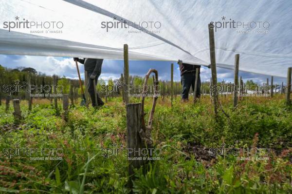 FRANCE, GIRONDE, LANDIRAS, PREPARATION DU VIGNOBLE AVANT LA PERIODE DE GEL DE DEBUT AVRIL 2022 SUR LE DOMAINE VITICOLE DU CELEBRE VIN LIBER PATER AVEC LA POSE D'UN GEOTEXTILE PAR DES EQUIPES D'OUVRIERS VITICOLES LE 1ER AVRIL 2022. (JBN_9946.jpg)