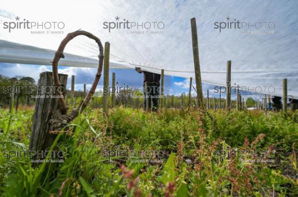 FRANCE, GIRONDE, LANDIRAS, PREPARATION DU VIGNOBLE AVANT LA PERIODE DE GEL DE DEBUT AVRIL 2022 SUR LE DOMAINE VITICOLE DU CELEBRE VIN LIBER PATER AVEC LA POSE D'UN GEOTEXTILE PAR DES EQUIPES D'OUVRIERS VITICOLES LE 1ER AVRIL 2022. (JBN_9956.jpg)