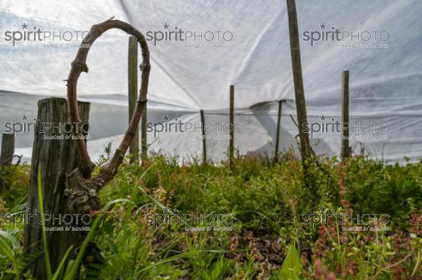 FRANCE, GIRONDE, LANDIRAS, PREPARATION DU VIGNOBLE AVANT LA PERIODE DE GEL DE DEBUT AVRIL 2022 SUR LE DOMAINE VITICOLE DU CELEBRE VIN LIBER PATER AVEC LA POSE D'UN GEOTEXTILE PAR DES EQUIPES D'OUVRIERS VITICOLES LE 1ER AVRIL 2022. (JBN_9966.jpg)