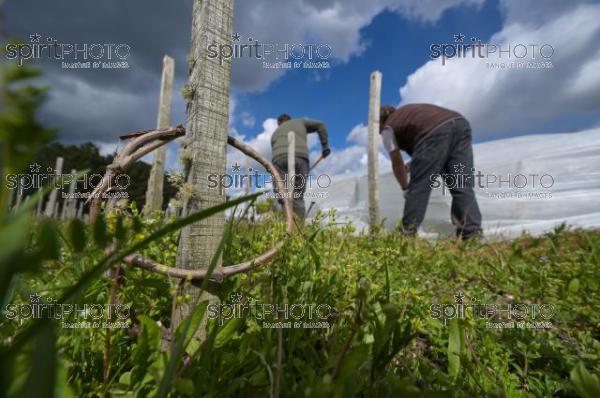 FRANCE, GIRONDE, LANDIRAS, PREPARATION DU VIGNOBLE AVANT LA PERIODE DE GEL DE DEBUT AVRIL 2022 SUR LE DOMAINE VITICOLE DU CELEBRE VIN LIBER PATER AVEC LA POSE D'UN GEOTEXTILE PAR DES EQUIPES D'OUVRIERS VITICOLES LE 1ER AVRIL 2022. (JBN_9985.jpg)