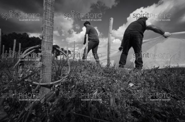 FRANCE, GIRONDE, LANDIRAS, PREPARATION DU VIGNOBLE AVANT LA PERIODE DE GEL DE DEBUT AVRIL 2022 SUR LE DOMAINE VITICOLE DU CELEBRE VIN LIBER PATER AVEC LA POSE D'UN GEOTEXTILE PAR DES EQUIPES D'OUVRIERS VITICOLES LE 1ER AVRIL 2022. (JBN_9986-2.jpg)