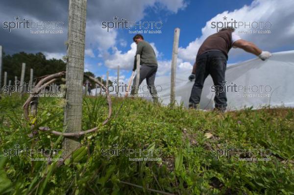 FRANCE, GIRONDE, LANDIRAS, PREPARATION DU VIGNOBLE AVANT LA PERIODE DE GEL DE DEBUT AVRIL 2022 SUR LE DOMAINE VITICOLE DU CELEBRE VIN LIBER PATER AVEC LA POSE D'UN GEOTEXTILE PAR DES EQUIPES D'OUVRIERS VITICOLES LE 1ER AVRIL 2022. (JBN_9986.jpg)