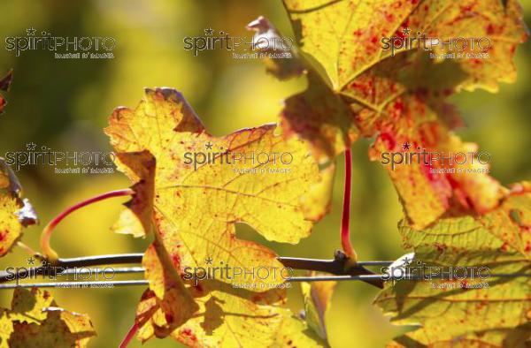 Vins et Vignobles (PHL_00002.jpg)