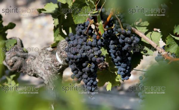 Vins et Vignobles (PHL_00004.jpg)